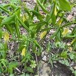 Uvularia grandiflora Kvet
