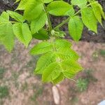 Carya illinoinensis Leaf