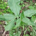 Dracunculus vulgaris Folha