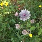 Astrantia majorЦвят