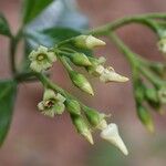 Voacanga africana Blomma
