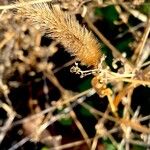 Setaria viridis Habitatea