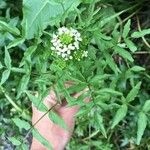Rorippa nasturtium-aquaticum Blomma
