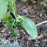 Ruellia tuberosa Plod