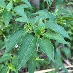 Mirabilis longiflora Blad