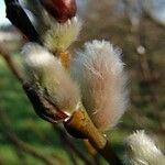 Salix × fragilis Blüte