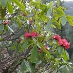 Rhododendron barbatum Fruto