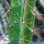 Leptocereus wrightii Hoja