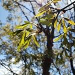 Sorbus domestica ഇല