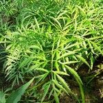 Cicuta virosa 整株植物