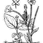 Epilobium duriaei Inny