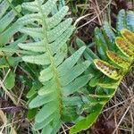 Polypodium vulgare Лист