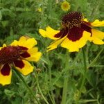 Coreopsis basalis Blüte