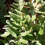 Polypodium californicum Hoja