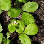 Fragaria vescaFruit