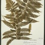 Cyathea cyatheoides Folla