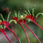 Anigozanthos manglesii Blad