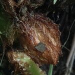 Dryopteris athamantica Other