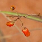 Rourea coccinea Fruit