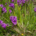 Polygala nicaeensis Libunga