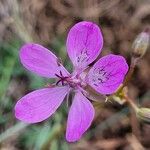 Erodium manescavi ফুল