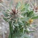 Centaurea melitensis Blüte