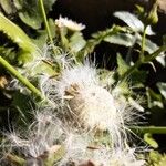 Sonchus oleraceus Fruit