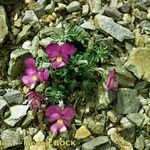 Viola diversifolia Alia