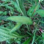 Persicaria hydropiper পাতা