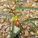 Ludwigia decurrens Агульны выгляд