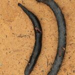 Bobgunnia fistuloides Fruto