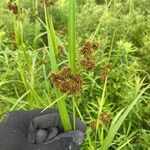 Scirpus atrovirens Плод