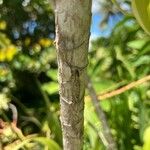 Dracaena angustifolia Bark