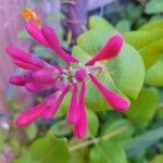 Lonicera sempervirensBlomst