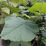 Paulownia tomentosaList