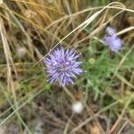 Jasione maritimaफूल