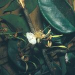 Swartzia polyphylla Cvet