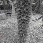 Trachycarpus fortunei Bark