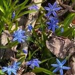 Scilla bifoliaफूल