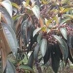 Miconia mirabilis 形态