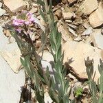 Aethionema saxatile Virág
