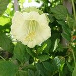 Cobaea scandens Blüte