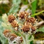 Achillea nana Plod