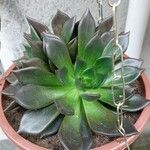 Echeveria affinis Ліст