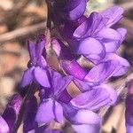 Vicia villosa Blüte