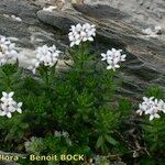 Asperula hirta Habit