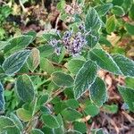 Spiraea tomentosa Feuille