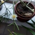 Rhipsalis neves-armondii Flower