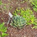 Agave victoriae-reginae Листок