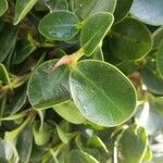 Ficus retusaLeaf